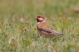 Image result for Emberiza leucocephalos