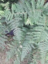 Attēlu rezultāti vaicājumam “Polystichum aculeatum”