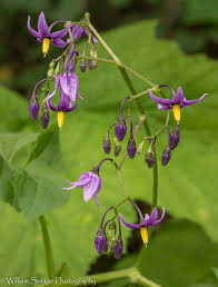 Attēlu rezultāti vaicājumam “Solanum dulcamara flower”