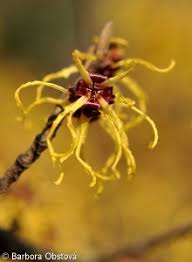 Attēlu rezultāti vaicājumam “Hamamelis japonica”