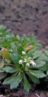 Attēlu rezultāti vaicājumam “Erophila verna leaf”