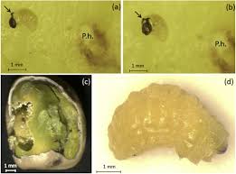 Attēlu rezultāti vaicājumam “Euura brevicornis larva”