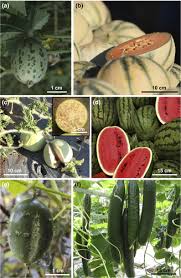 Attēlu rezultāti vaicājumam “Cucurbitaceae”