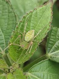 Attēlu rezultāti vaicājumam “Trichia longipalpis macro”