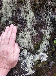 Attēlu rezultāti vaicājumam “Usnea filipendula”
