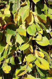 Attēlu rezultāti vaicājumam “Salix caprea”