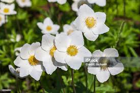 Attēlu rezultāti vaicājumam “Anemone nemorosa”