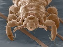 Attēlu rezultāti vaicājumam “Pediculus humanus capitis”