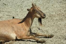 Attēlu rezultāti vaicājumam “Capra juvenile”