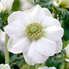 Attēlu rezultāti vaicājumam “Anemone nemorosa flower”