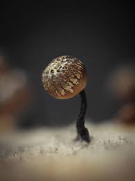 Attēlu rezultāti vaicājumam “Stemonitopsis typhina var. similis spores”