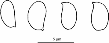 Attēlu rezultāti vaicājumam “Antrodia serialis”