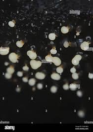 Attēlu rezultāti vaicājumam “Physarum rubiginosum plasmodium”