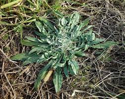 Attēlu rezultāti vaicājumam “Centaurea stoebe”