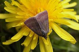 Attēlu rezultāti vaicājumam “Phytometra viridaria”