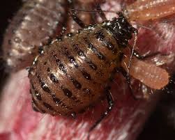 Attēlu rezultāti vaicājumam “Aphodius sp. imago”