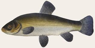 Image result for Tinca tinca
