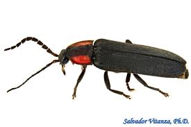 Attēlu rezultāti vaicājumam “Lampyridae”