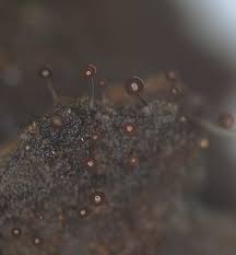 Attēlu rezultāti vaicājumam “Comatricha elegans var. microspora spores”