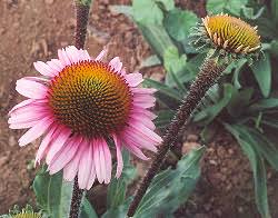 Image result for Echinacea angustifolia
