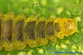 Attēlu rezultāti vaicājumam “Gracillariidae”