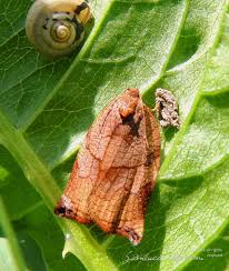 Attēlu rezultāti vaicājumam “Archips podana female”