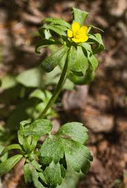 Attēlu rezultāti vaicājumam “Ranunculus elatior leaf”