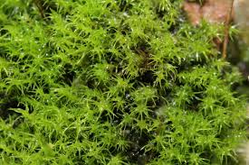 Attēlu rezultāti vaicājumam “Dicranella schreberiana”