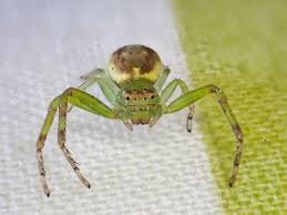 Attēlu rezultāti vaicājumam “Thomisidae”