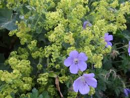 Attēlu rezultāti vaicājumam “Mollisia amenticola”