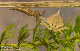 Attēlu rezultāti vaicājumam “Nepa cinerea nymph”