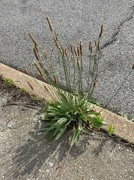 Attēlu rezultāti vaicājumam “Plantago lanceolata”