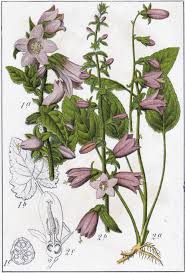 Image result for Campanula trachelium