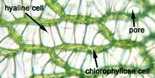 Attēlu rezultāti vaicājumam “Jungermannia hyalina cells”