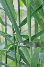 Attēlu rezultāti vaicājumam “Phragmites communis fruit”