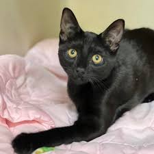 Image result for Black Cat Sac