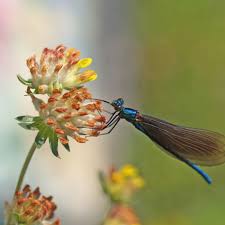 Attēlu rezultāti vaicājumam “Anthyllis maritima bud”