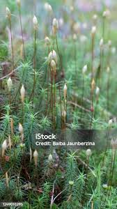 Attēlu rezultāti vaicājumam “Polytrichum commune sporophyte”