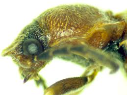 Attēlu rezultāti vaicājumam “Denticollis linearis”