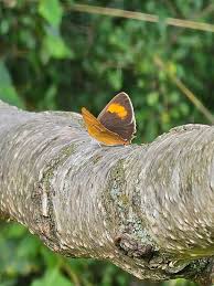 Attēlu rezultāti vaicājumam “Thecla betulae male”