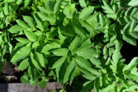 Attēlu rezultāti vaicājumam “Angelica archangelica leaf”