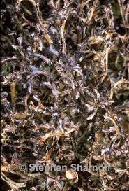 Attēlu rezultāti vaicājumam “Cetraria ericetorum”