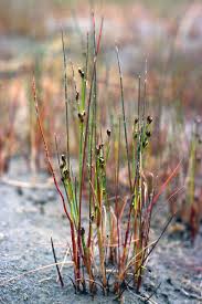 Attēlu rezultāti vaicājumam “Juncus alpinoarticulatus”