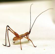 Attēlu rezultāti vaicājumam “Orthoptera”