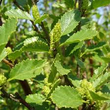 Attēlu rezultāti vaicājumam “Betula humilis leaf”