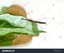 Attēlu rezultāti vaicājumam “Limnoporus rufoscutellatus”