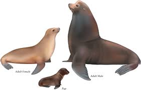 Image result for Zalophus californianus