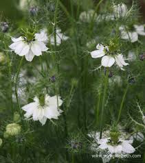 Image result for Nigella damascena