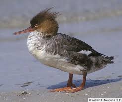 Attēlu rezultāti vaicājumam “Mergus serrator female”