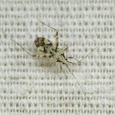 Attēlu rezultāti vaicājumam “Phytocoris tiliae imago”